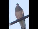 キジバトの鳴き声（さえずり）