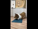 リアルな犬の着ぐるみを着てリングフィットアドベンチャーで遊ぶ！