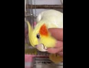 【オカメインコ】朝の儀式！カキカキを所望する「のんたま」満足するまで手に乗る気ゼロｗ