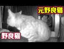 【元野良猫】の方が一枚上手でした【野良猫】