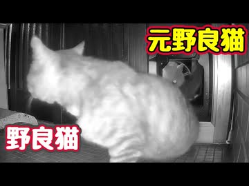 【元野良猫】の方が一枚上手でした【野良猫】