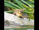 転げ落ちたのに元に戻るヒナｗ