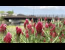 千葉県横芝光町に潜入 - 2026426(日) 1001開始