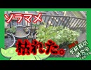 「ソラマメ枯れた」逆張り水耕栽培研究室rep.19