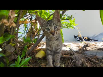 湯島に子猫いた！しかもめちゃくちゃ可愛いんだが？