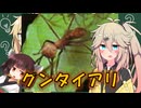 【昆虫解説】つむきり雑学「グンタイアリ」【VOICEVOX】