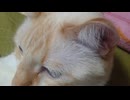 拾いねこ＠生後5012/937日目　転がされるツキユキ