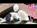 保護子猫、珍妙ムーブをマスターする