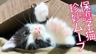 子猫ちゃん 子猫ちゃんが「背面移動」を習得！ やんのかステップから繰り出す