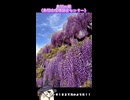 【お写んぽ！！】鳥羽の藤！