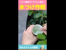 【水つけ作戦】イチゴに発生したアブラムシを水につけて追い払おうとした結果