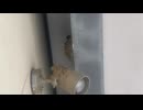 燕　ツバメ　つばめ　雛　2026/04/12