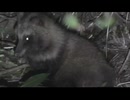 4月のいつもの奴等垂れ流し　その3