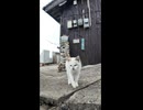 島のアイドル猫ちゃん、カフェ玄関から登場