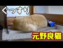 体力の限界だった様です【元野良猫】【野良猫】