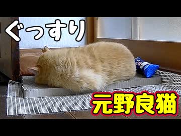 体力の限界だった様です【元野良猫】【野良猫】