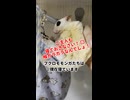 【昼間】 ご主人とコミュニケーションとるよ？夜行性だからって寝てばかりじゃないの！ #フクロモモンガ #おつモモンガ  #shorts