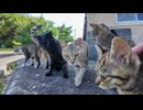 猫島で防波堤に座ったら猫たちが次々と集まってきた