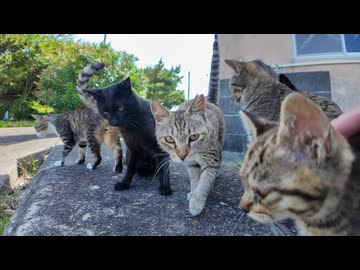 猫島で防波堤に座ったら猫たちが次々と集まってきた