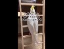 【オカメインコ】無限ループって怖くね？お母ちゃんに捕獲されまくる「はち」ｗｗ