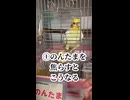 【オカメインコ】天国と地獄！お母ちゃんへの期待値が一瞬でマイナスに振り切れる瞬間