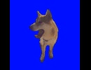 BBクソ画質柴犬