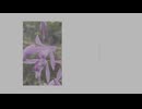 【初音ミク】杜若/ Kakitsubata