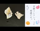 【貝殻】セリアで見つけた宝物、貝殻コレクション発掘の過程を楽しむ