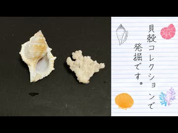 【貝殻】セリアで見つけた宝物、貝殻コレクション発掘の過程を楽しむ