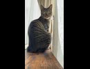 ゆきのニャルソック