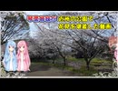 琴葉姉妹がご近所の公園で花見を堪能した動画