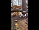 動物園のライオン舎に迷い込んだ猫