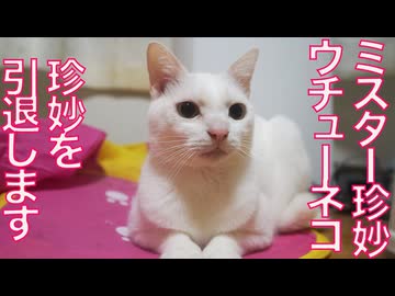 ウチューネコ先生、珍妙を引退する