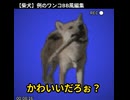 BB柴犬先輩