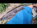 イヌ屋敷　2026/4/29 バスくんばらしからでか雷魚