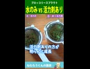 ブロッコリースプラウト　水のみ vs 活性剤入り