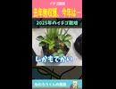 イチゴ栽培、去年肥大化無収獲→今年はすでに収穫！