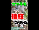 【ミステリー】犯罪現場を混乱させる？コアラの雑学【CeVIO AI 花隈千冬】