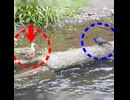 カラスに突撃した母…その裏で1羽が迷子【カルガモ親子】