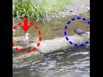 カラスに突撃した母…その裏で1羽が迷子【カルガモ親子】