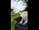 島の屋外無料猫カフェの猫ちゃん、膝の上に乗ってきた