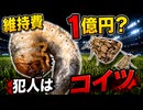 天然芝スタジアムの維持費が1億円？その理由は“虫”だった