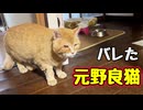 盗っ人猫に戻った？【元野良猫】【野良猫】