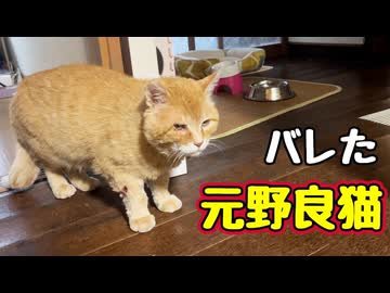 盗っ人猫に戻った？【元野良猫】【野良猫】