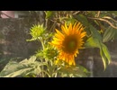 夏の日に君へ贈る歌 (feat. 初音ミク)