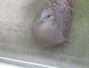 鳩の動画 2026 4 30