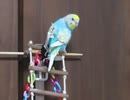 いつもと違う場所で梯子を登るインコ 2026 4 30