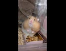 長毛ハムスター「みかん」食い意地を張ったみかんにより飼い主に悲劇が？