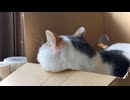 おくた