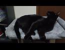 おきたこま